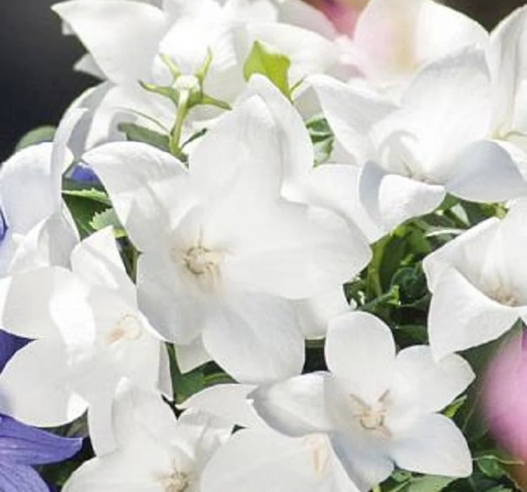 Balon Çiçeği ( Katmerli ) Beyaz Renkli - 5 Tohum - MegCiTo