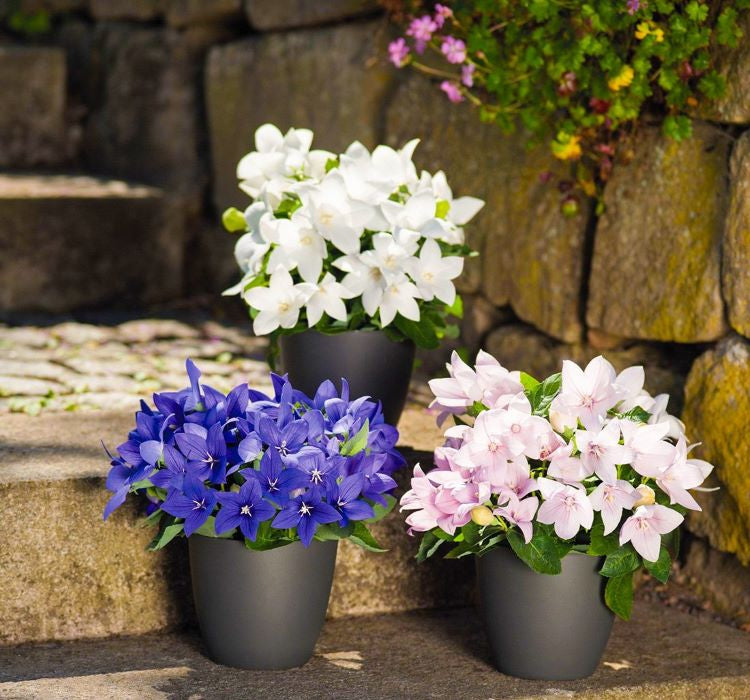 Balon Çiçeği ( Katmerli ) Beyaz Renkli - 5 Tohum - MegCiTo