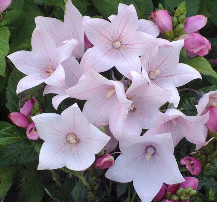 Balon Çiçeği ( Katmerli ) Pembe Renkli - 5 Tohum - MegCiTo