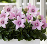 Balon Çiçeği ( Katmerli ) Pembe Renkli - 5 Tohum - MegCiTo