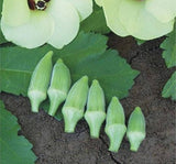 BAMYA JAPON ( ÇOKLU TOHUM ) - 10 Gram - MegCiTo