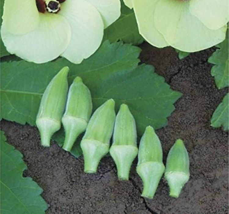 BAMYA JAPON ( ÇOKLU TOHUM ) - 10 Gram - MegCiTo