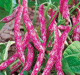 BARBUNYA ( ÇOKLU TOHUM ) - 25 Gram - MegCiTo