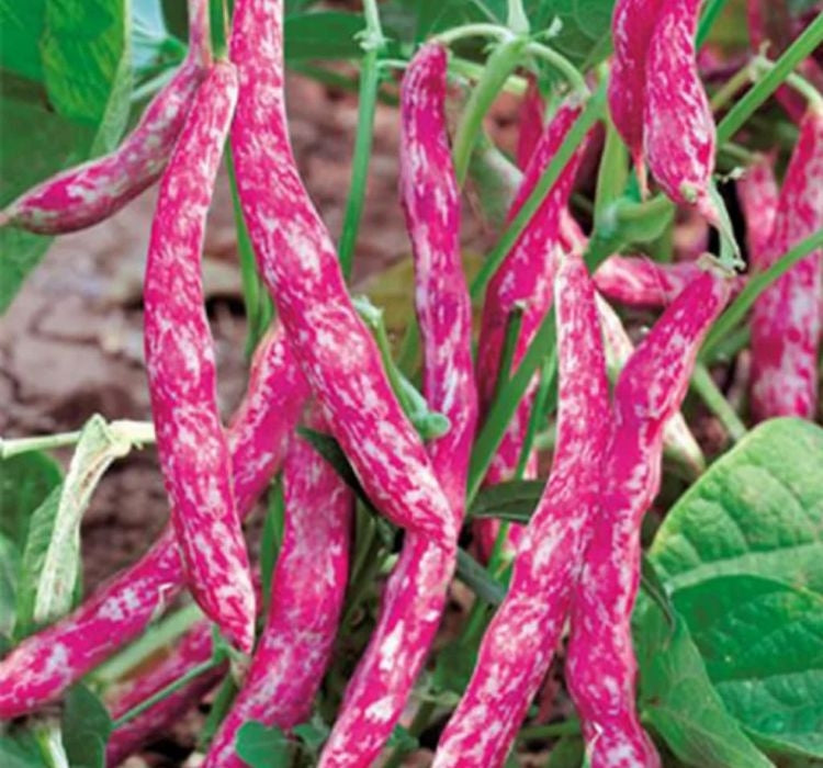 BARBUNYA ( ÇOKLU TOHUM ) - 25 Gram - MegCiTo