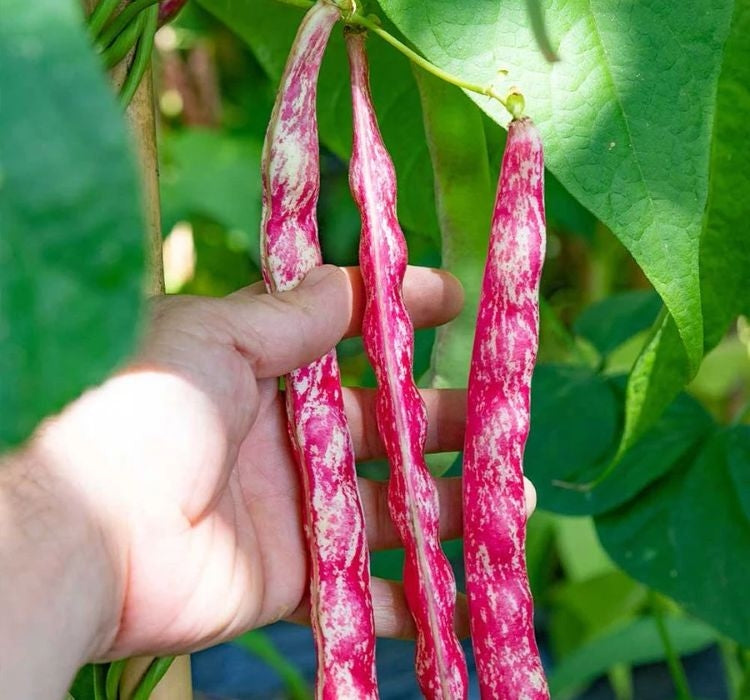 BARBUNYA ( ÇOKLU TOHUM ) - 25 Gram - MegCiTo