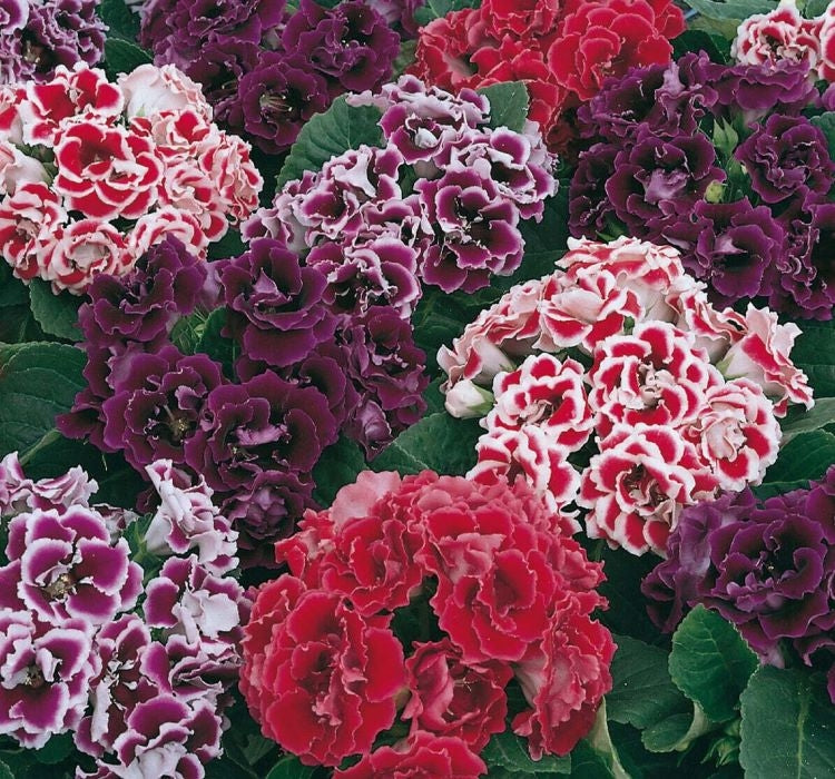 Bardak Menekşesi Tohumu ( Çoklu Tohum ) Karışık Renkli - 5 Tohum - MegCiTo