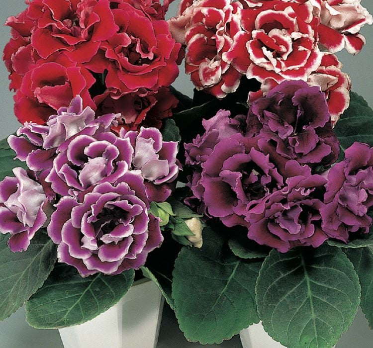 Bardak Menekşesi Tohumu ( Çoklu Tohum ) Karışık Renkli - 5 Tohum - MegCiTo