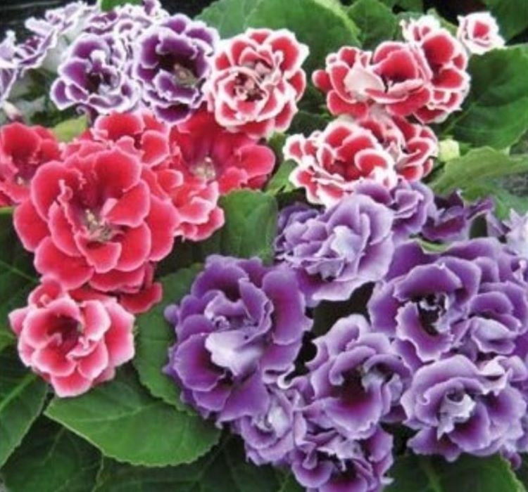 Bardak Menekşesi Tohumu ( Çoklu Tohum ) Karışık Renkli - 5 Tohum - MegCiTo