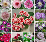 Bardak Menekşesi Tohumu ( Çoklu Tohum ) Karışık Renkli - 5 Tohum - MegCiTo