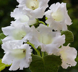 Bardak Menekşesi Tohumu ( Katmerli Büyük Çiçek ) Beyaz Renkli - 5 Tohum - MegCiTo