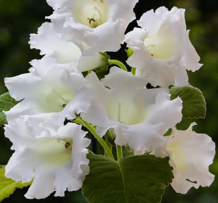 Bardak Menekşesi Tohumu ( Katmerli Büyük Çiçek ) Beyaz Renkli - 5 Tohum - MegCiTo