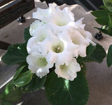 Bardak Menekşesi Tohumu ( Katmerli Büyük Çiçek ) Beyaz Renkli - 5 Tohum - MegCiTo