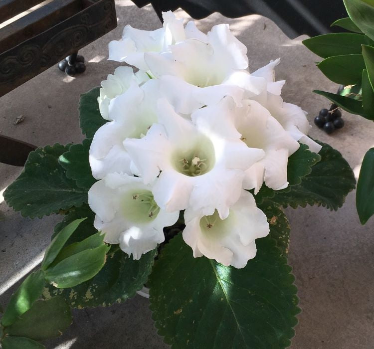 Bardak Menekşesi Tohumu ( Katmerli Büyük Çiçek ) Beyaz Renkli - 5 Tohum - MegCiTo