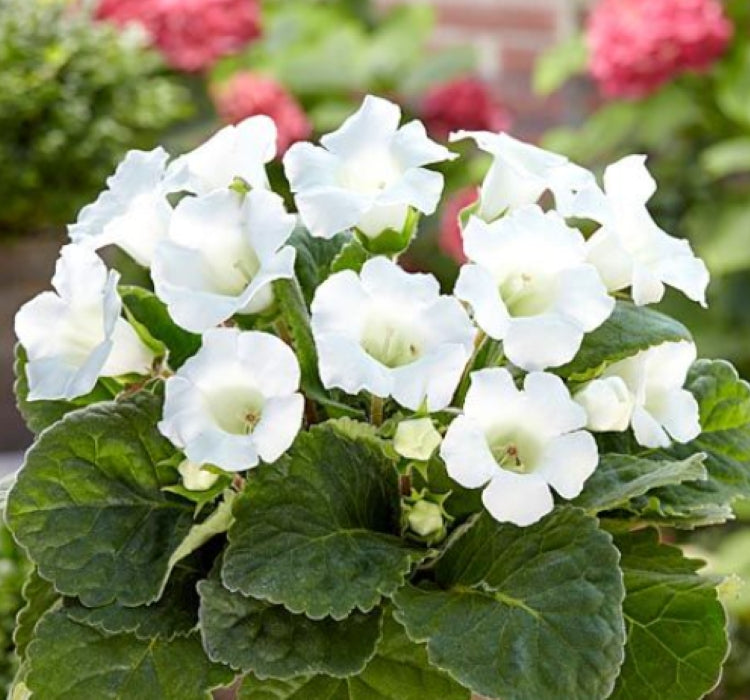 Bardak Menekşesi Tohumu ( Katmerli Büyük Çiçek ) Beyaz Renkli - 5 Tohum - MegCiTo