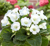 Bardak Menekşesi Tohumu ( Katmerli Büyük Çiçek ) Beyaz Renkli - 5 Tohum - MegCiTo