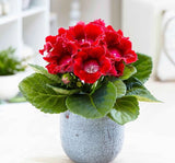 Bardak Menekşesi Tohumu ( Katmerli Büyük Çiçek ) Kırmızı Renkli - 5 Tohum - MegCiTo