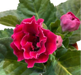 Bardak Menekşesi Tohumu ( Katmerli Büyük Çiçek ) Kırmızı Renkli - 5 Tohum - MegCiTo