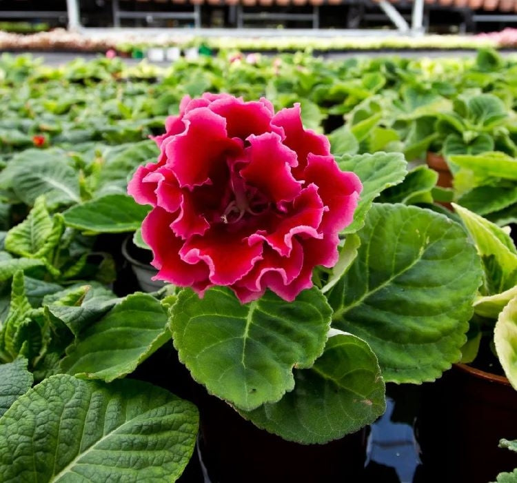 Bardak Menekşesi Tohumu ( Katmerli Büyük Çiçek ) Kırmızı Renkli - 5 Tohum - MegCiTo