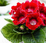 Bardak Menekşesi Tohumu ( Katmerli Büyük Çiçek ) Kırmızı Renkli - 5 Tohum - MegCiTo