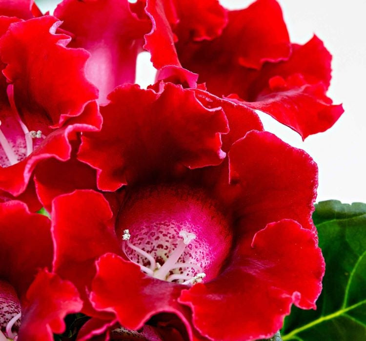 Bardak Menekşesi Tohumu ( Katmerli Büyük Çiçek ) Kırmızı Renkli - 5 Tohum - MegCiTo