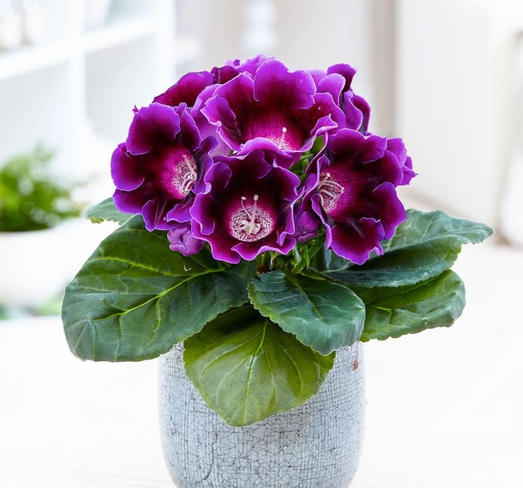 Bardak Menekşesi Tohumu ( Katmerli Büyük Çiçek ) Mor Renkli - 5 Tohum - MegCiTo