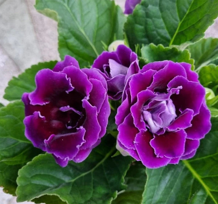 Bardak Menekşesi Tohumu ( Katmerli Büyük Çiçek ) Mor Renkli - 5 Tohum - MegCiTo