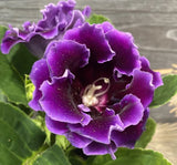 Bardak Menekşesi Tohumu ( Katmerli Büyük Çiçek ) Mor Renkli - 5 Tohum - MegCiTo