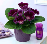 Bardak Menekşesi Tohumu ( Katmerli Büyük Çiçek ) Mor Renkli - 5 Tohum - MegCiTo