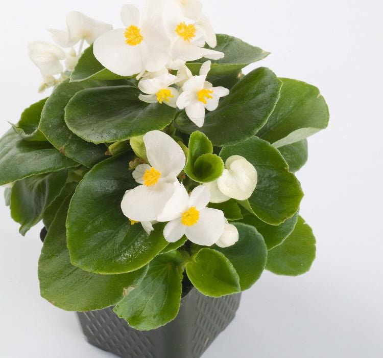 Şeker Begonya Tohumu ( İri Çiçek, Yeşil Yaprak ) Beyaz Renkli - 25 Tohum - MegCiTo