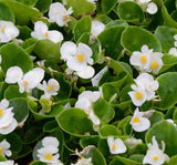 Şeker Begonya Tohumu Banga - Beyaz Renkli ( 20 Tohum ) - MegCiTo