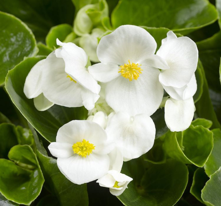 Şeker Begonya Tohumu ( İri Çiçek, Yeşil Yaprak ) Beyaz Renkli - 25 Tohum - MegCiTo