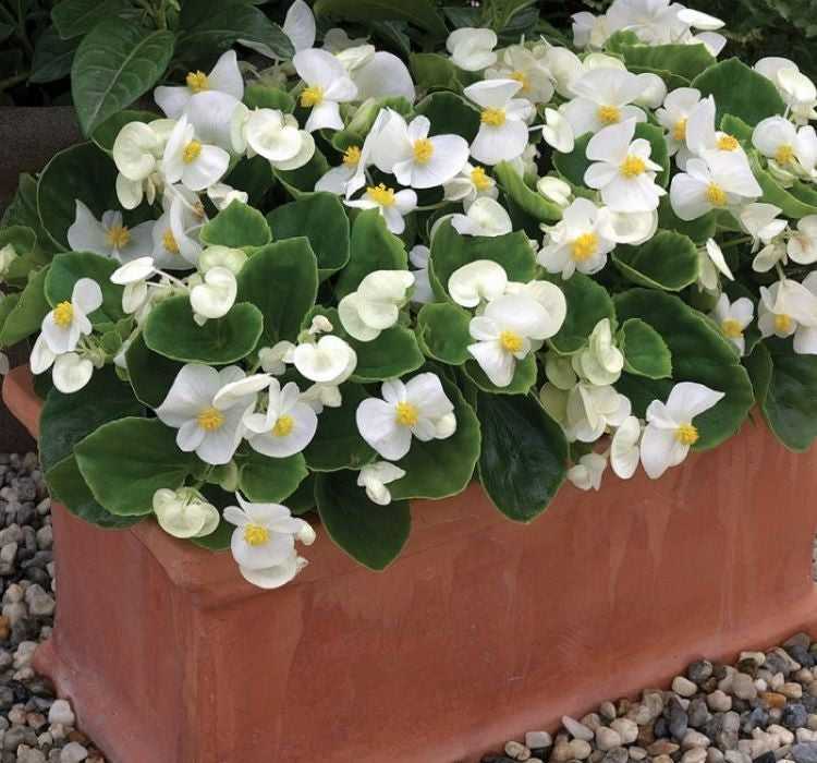 Şeker Begonya Tohumu Banga - Beyaz Renkli ( 20 Tohum ) - MegCiTo