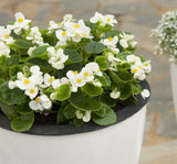 Şeker Begonya Tohumu Banga - Beyaz Renkli ( 20 Tohum ) - MegCiTo