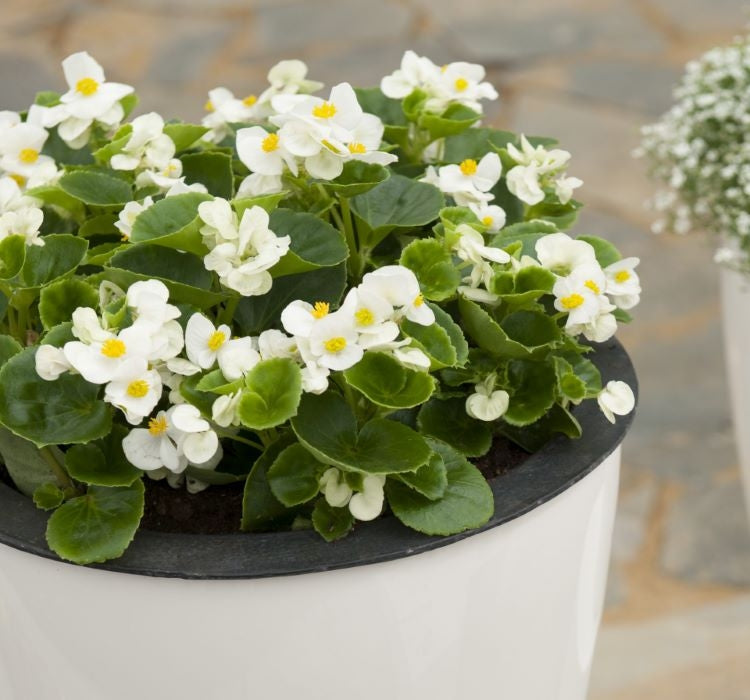 Şeker Begonya Tohumu Banga - Beyaz Renkli ( 20 Tohum ) - MegCiTo