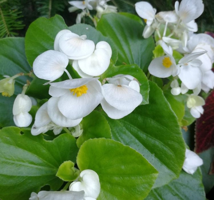 Şeker Begonya Tohumu Banga - Beyaz Renkli ( 20 Tohum ) - MegCiTo