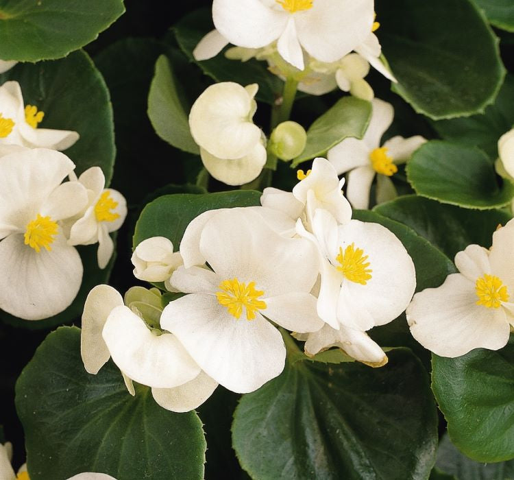 Şeker Begonya Tohumu ( İri Çiçek, Yeşil Yaprak ) Beyaz Renkli - 25 Tohum - MegCiTo