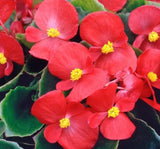 Şeker Begonya Tohumu Banga - Kırmızı Renkli ( 20 Tohum ) - MegCiTo