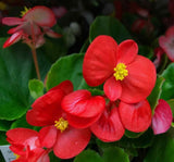 Şeker Begonya Tohumu Banga - Kırmızı Renkli ( 20 Tohum ) - MegCiTo