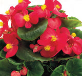 Şeker Begonya Tohumu ( İri Çiçek, Yeşil Yaprak ) Kırmızı Renkli - 25 Tohum - MegCiTo