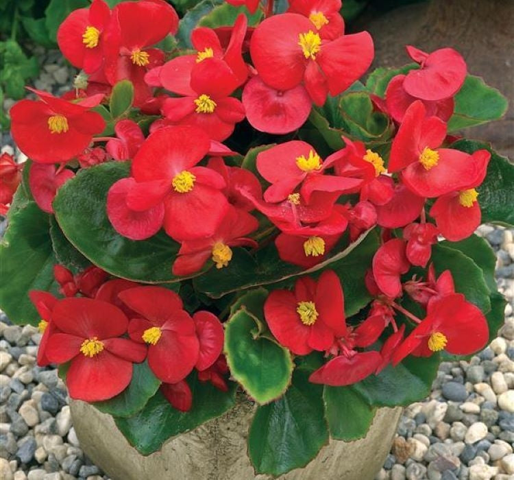 Şeker Begonya Tohumu Banga - Kırmızı Renkli ( 20 Tohum ) - MegCiTo