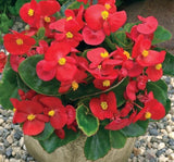 Şeker Begonya Tohumu Banga - Kırmızı Renkli ( 20 Tohum ) - MegCiTo