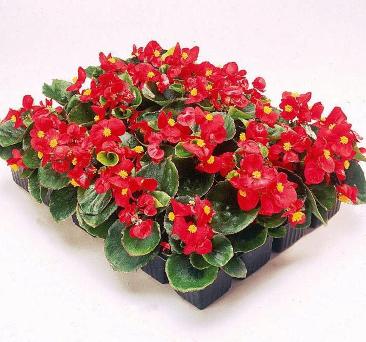 Şeker Begonya Tohumu ( İri Çiçek, Yeşil Yaprak ) Kırmızı Renkli - 25 Tohum - MegCiTo