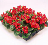 Şeker Begonya Tohumu ( İri Çiçek, Yeşil Yaprak ) Kırmızı Renkli - 25 Tohum - MegCiTo