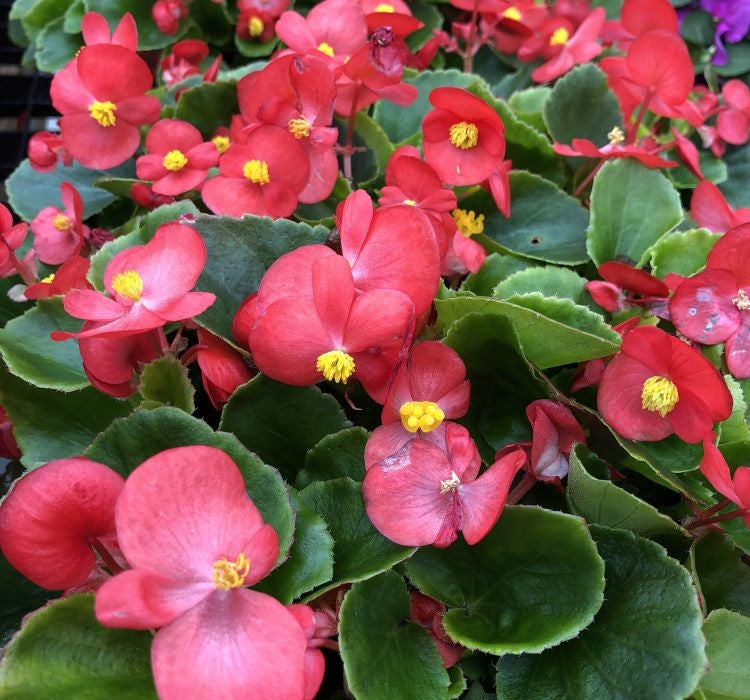 Şeker Begonya Tohumu Banga - Kırmızı Renkli ( 20 Tohum ) - MegCiTo