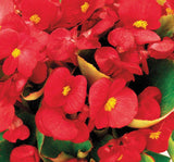 Şeker Begonya Tohumu ( İri Çiçek, Yeşil Yaprak ) Kırmızı Renkli - 25 Tohum - MegCiTo