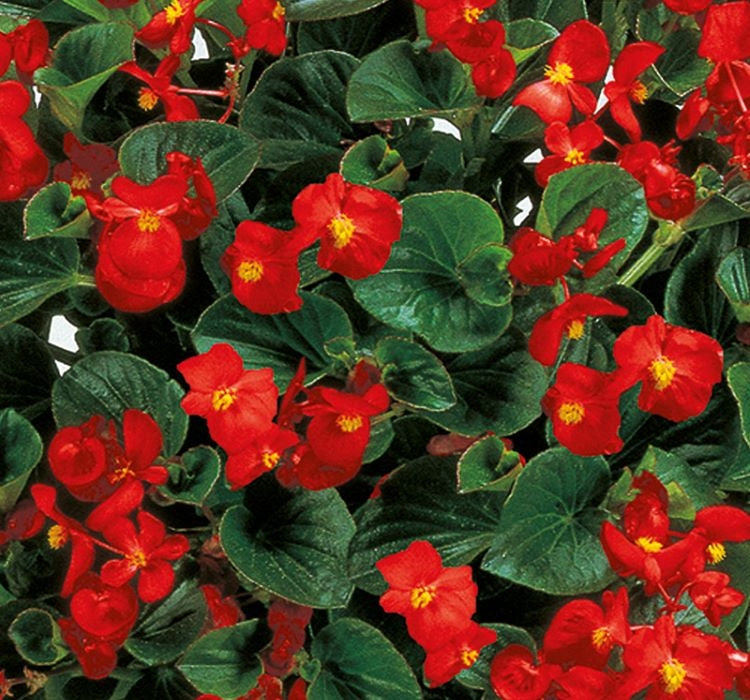 Şeker Begonya Tohumu Banga - Kırmızı Renkli ( 20 Tohum ) - MegCiTo