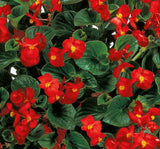 Şeker Begonya Tohumu Banga - Kırmızı Renkli ( 20 Tohum ) - MegCiTo