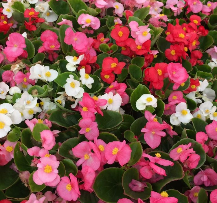 Şeker Begonya Tohumu Banga - Karışık Renkli ( 20 Tohum ) - MegCiTo