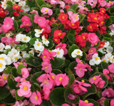 Şeker Begonya Tohumu Banga - Karışık Renkli ( 20 Tohum ) - MegCiTo