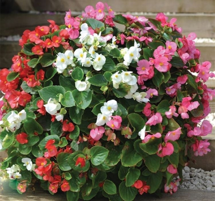 Şeker Begonya Tohumu Banga - Karışık Renkli ( 20 Tohum ) - MegCiTo